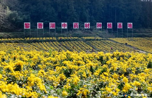 點草成金，融智興業——看南川中醫藥科技新生與產業蝶變